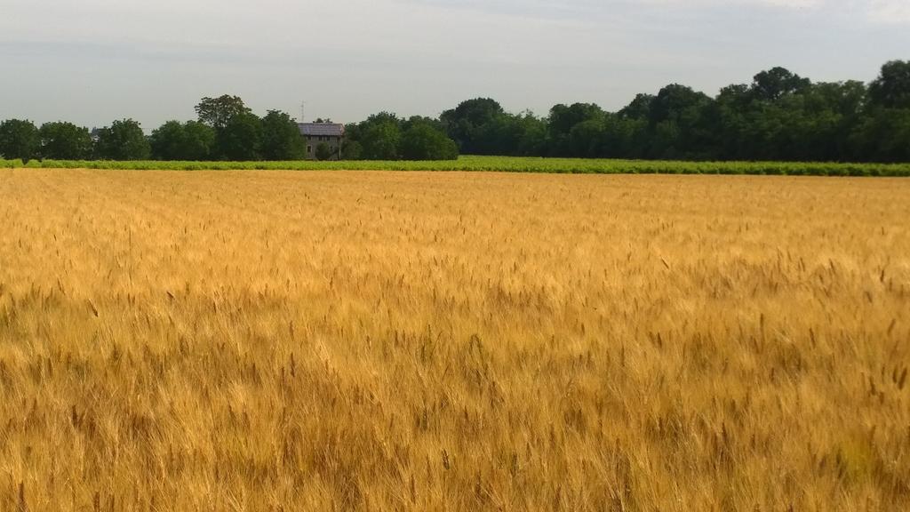 La Vigna Dei Peri Villa Quattro Castella Buitenkant foto